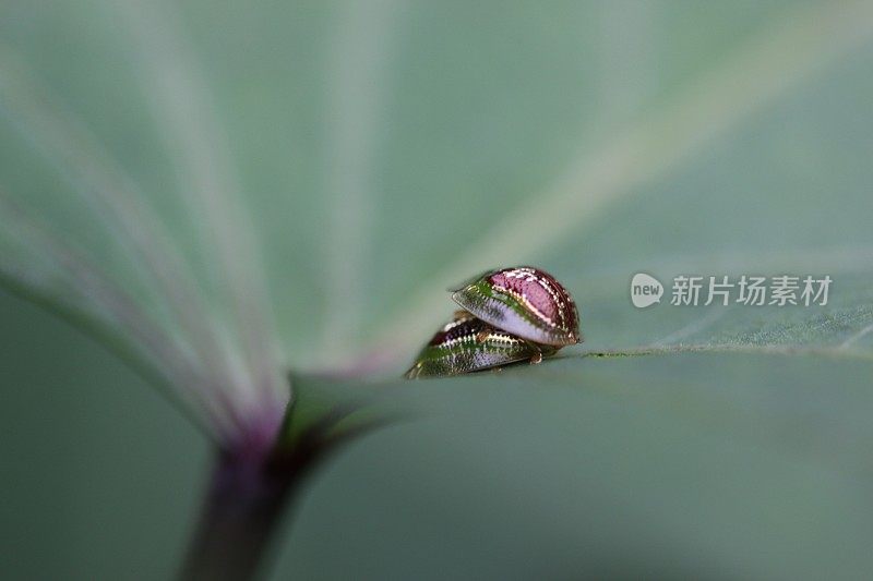 绿龟甲虫，Cassida Compuncta，在红薯叶上交配